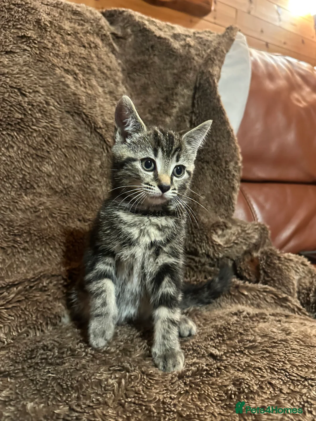 Mixed Breed cats for sale: Kittens  - Advert 2