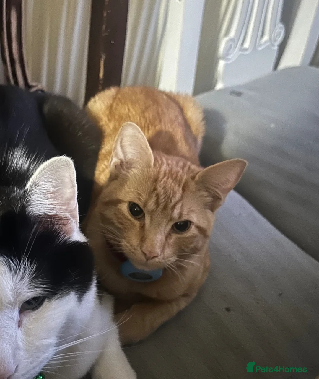 Mixed Breed cats for sale: Rehoming Ginger Kitten - Advert 1