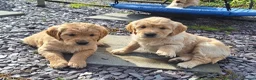 Golden Retriever dogs for sale: Beautiful litter of Golden Retriever puppies 🐶  - Advert 3