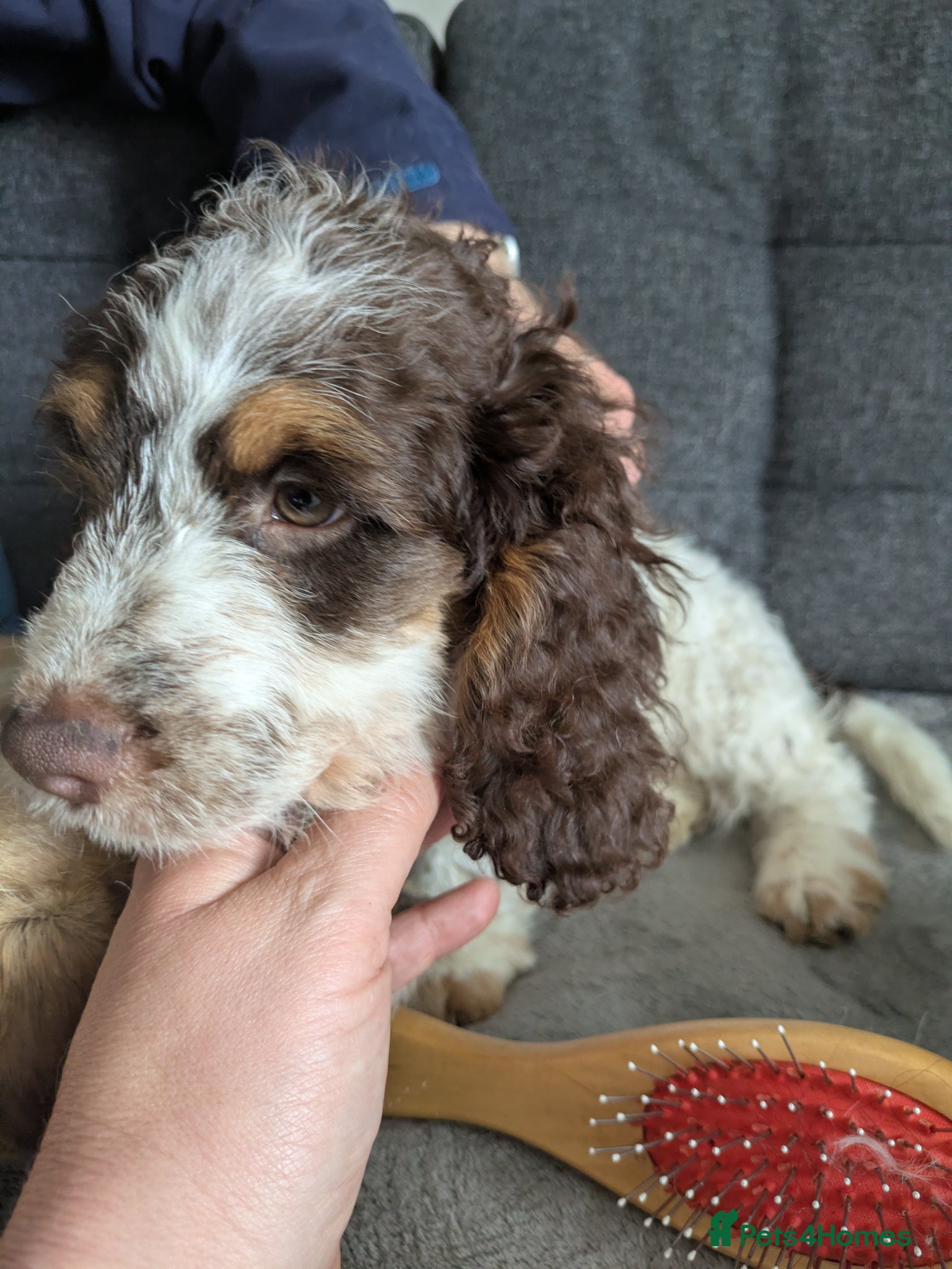 Cockapoo dogs 5 ⭐ DNA tested F1 cockapoos - Advert 2