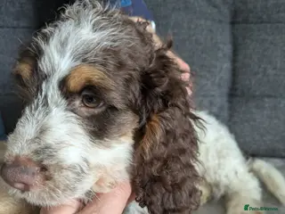 Cockapoo dogs for sale: 5 ⭐ DNA tested F1 cockapoos - Advert 2