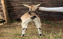 Goats livestock for sale: Three female English goats for £650 - Image 6