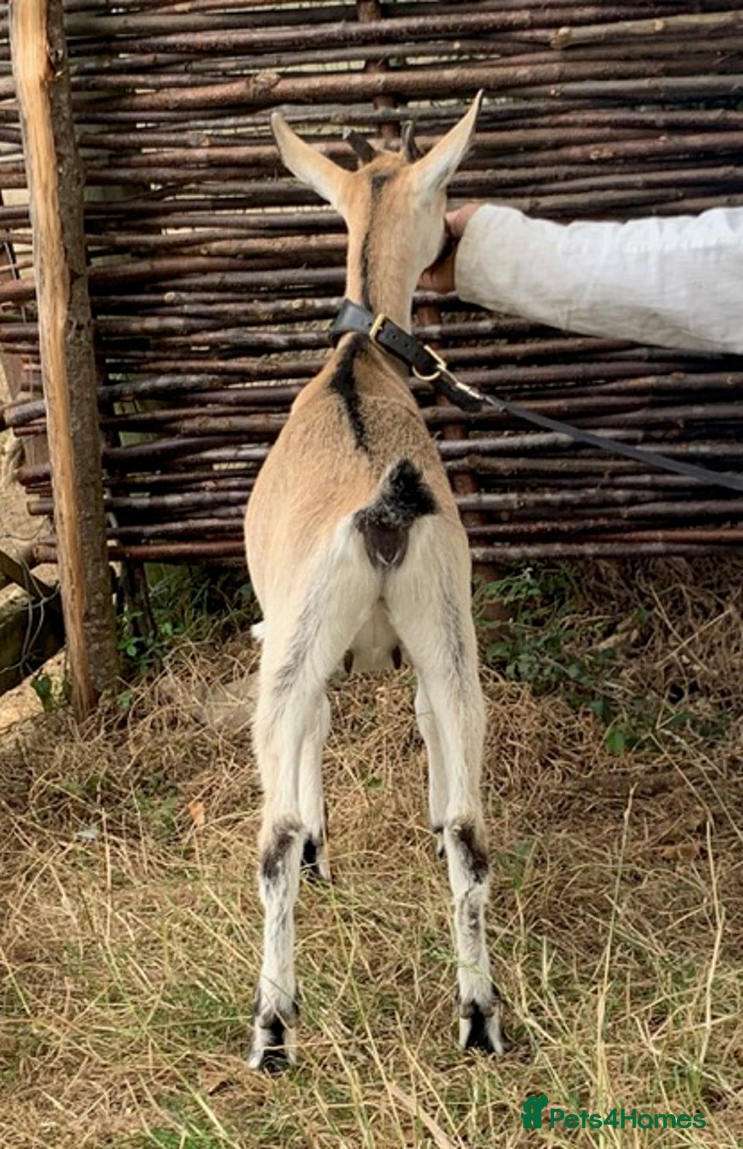 Goats livestock for sale: Three female English goats for £650 - Image 6