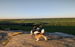 Jack Russell dogs for stud: For stud - Image 4