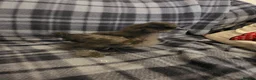Chickens poultry for sale: Baby silkies 5 sold - Advert 2
