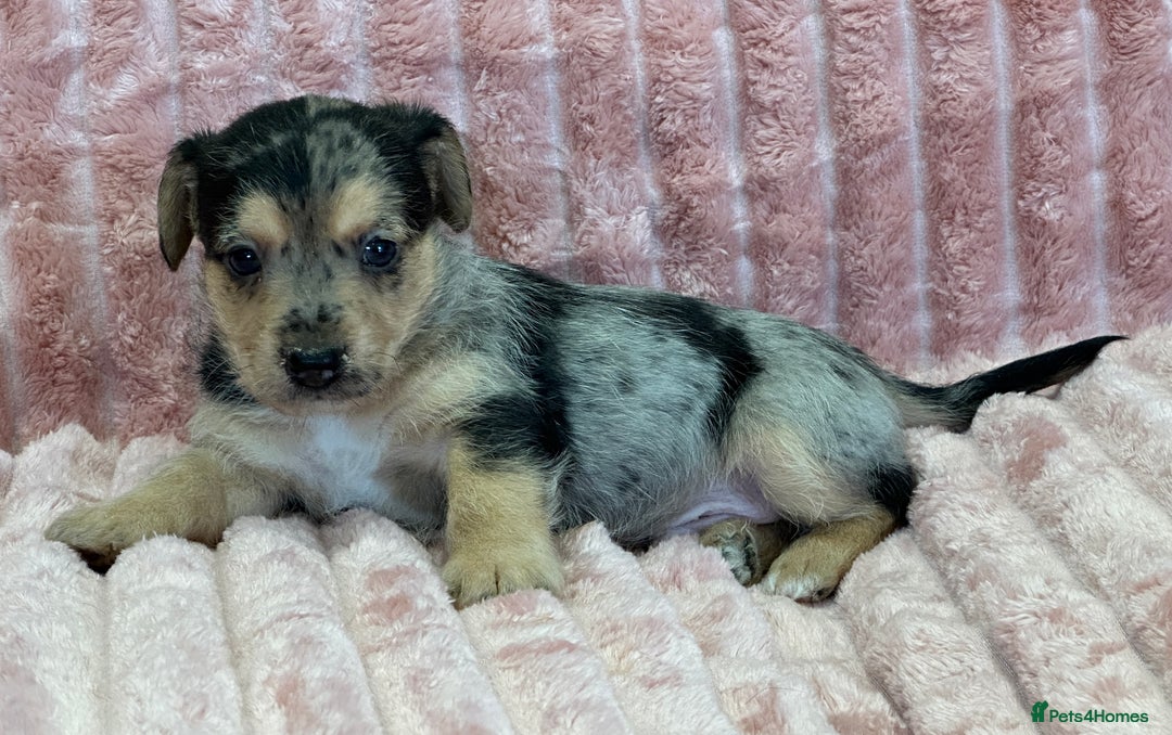 Jack Russell dogs for sale: Quality litter of beautiful Jack Russell puppies  - Image 18