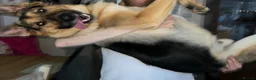 German Shepherd dogs for sale: German Shepherd - Jango  - Advert 4