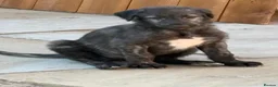Deerhound dogs for sale: KC registered deerhound pups - Advert 7