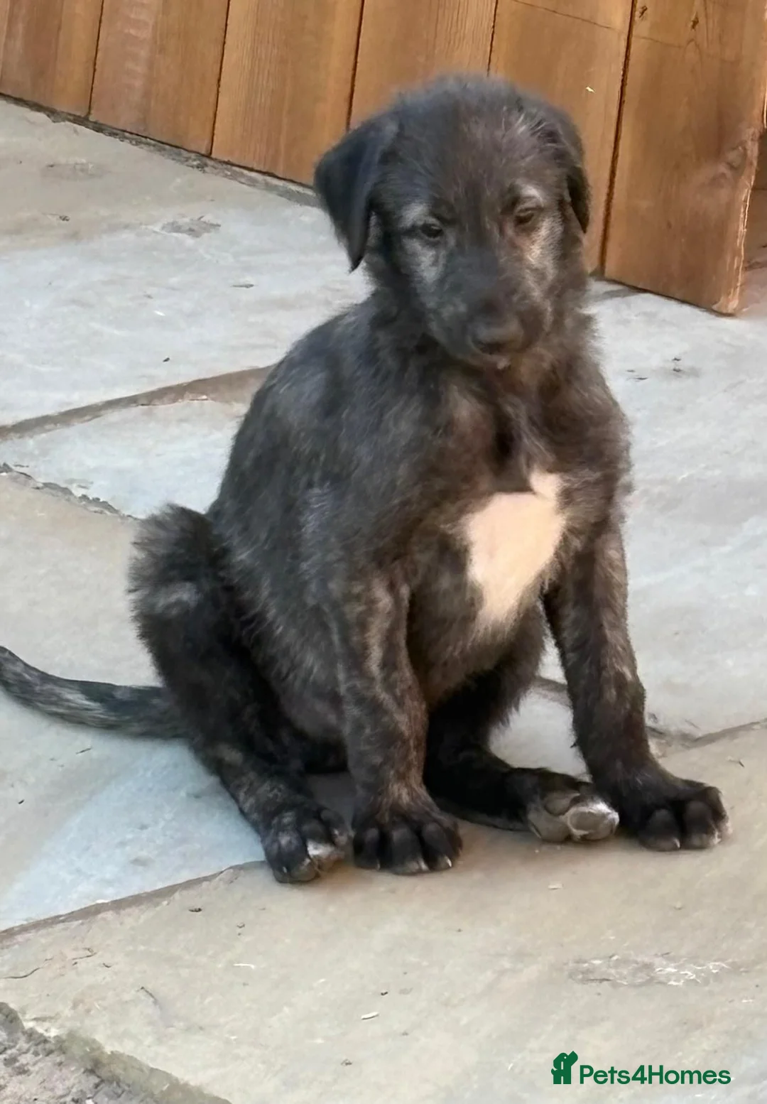 Deerhound dogs for sale: KC registered deerhound pups - Advert 7