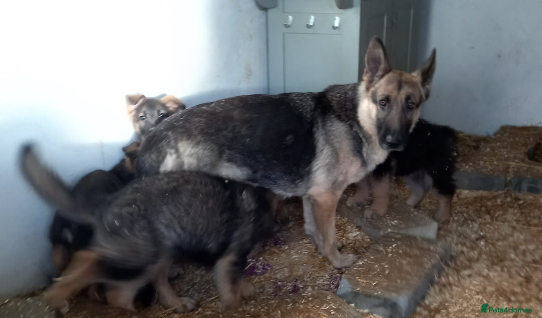 German Shepherd dogs for sale: Outstanding German Shepherd Puppies - Advert 8