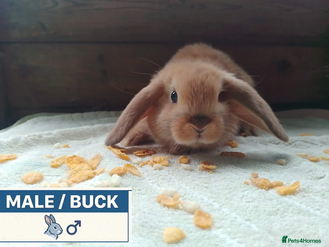 Dwarf Lop rabbits for sale: Pretty Female & Male Baby Dwarf Lop Rabbits - Advert 1