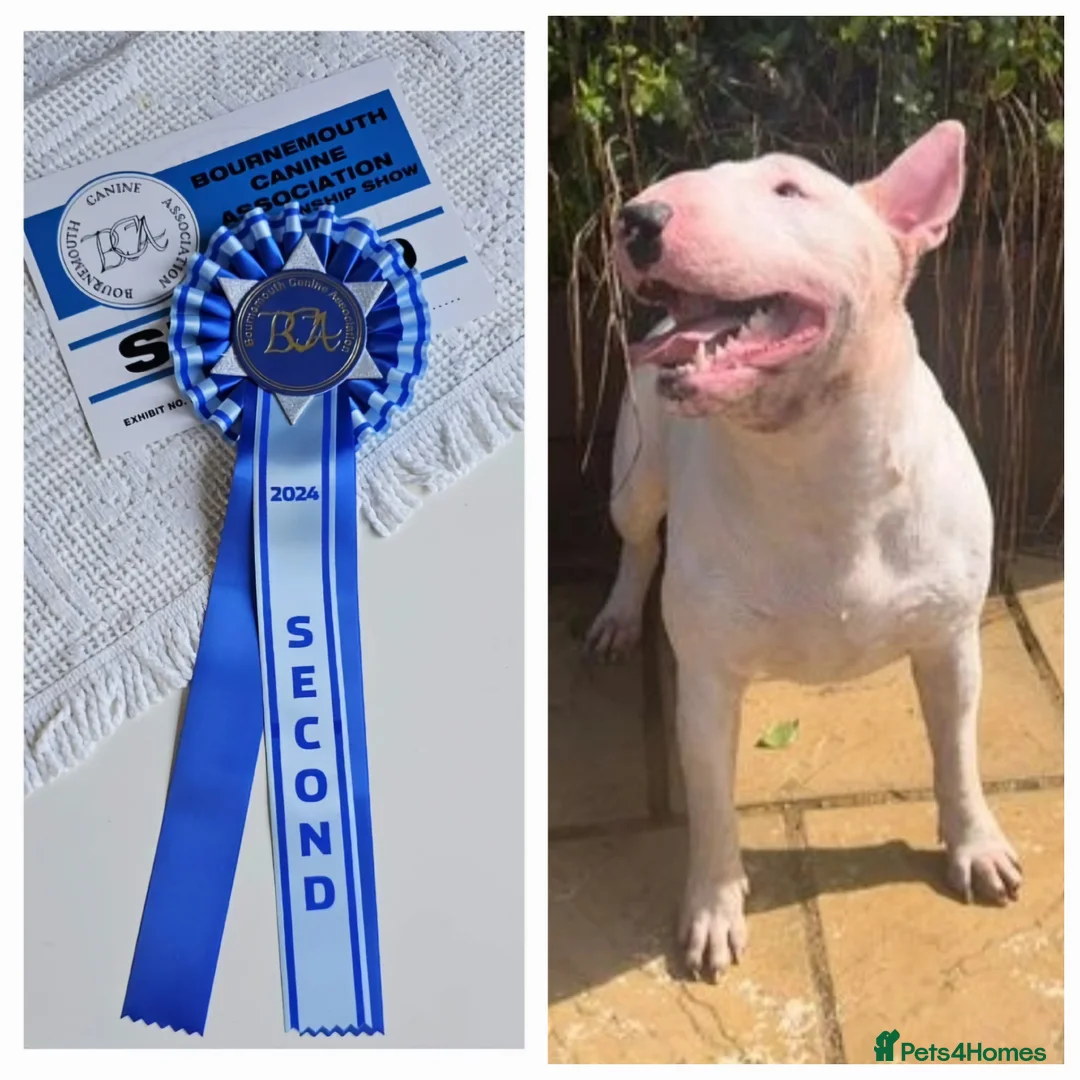 English Bull Terrier dogs for stud: Proven Quality Stud KC (Crufts qualifier) Dorset in Poole - Advert 4