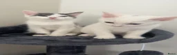 Mixed Breed cats for sale: 2 mixed breed kittens for rehoming - Advert 3