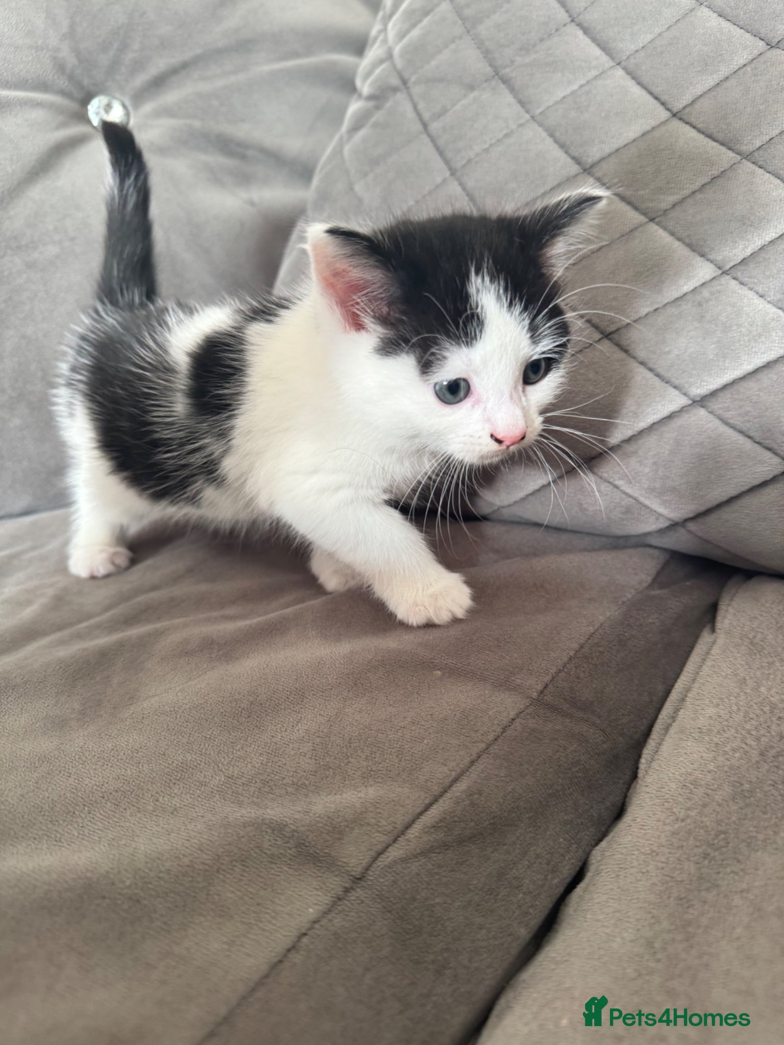Maine Coon cats for sale: 1/4 Maine Coon kittens  - Advert 5