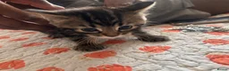 Mixed Breed cats for sale: Kittens  - Advert 29