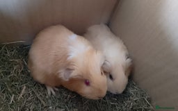 Guinea Pig rodents for sale: Beautiful cream cornet cross boy guinea pigs - Image 3