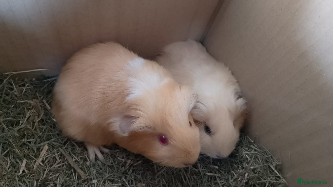 Guinea Pig rodents for sale: Beautiful cream cornet cross boy guinea pigs - Image 3
