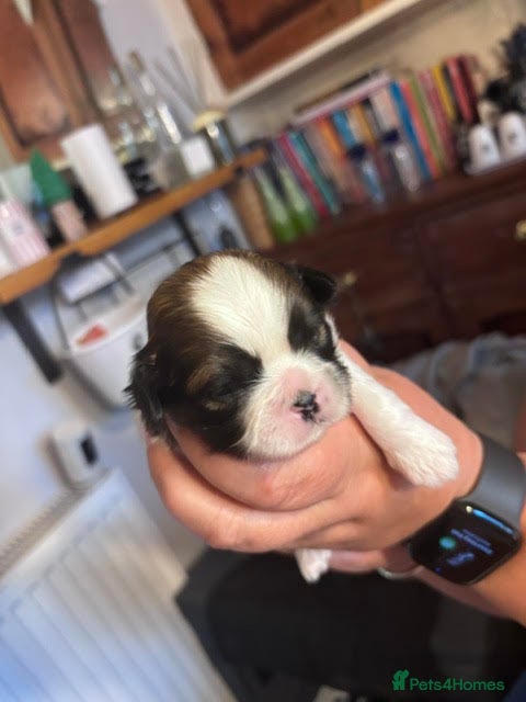 Shih Tzu dogs Wonderful Home - raised Shih Tzu Puppies for sale - Advert 2