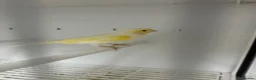 Canaries birds for sale: Yellow dimorphic hen & cock  - Advert 3