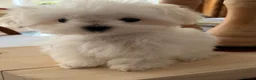 Maltese dogs for sale: MINIATURE MALTESE - Advert 5