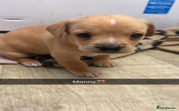 Mixed Breed dogs for sale: 4 beautiful playful pups - Image 2