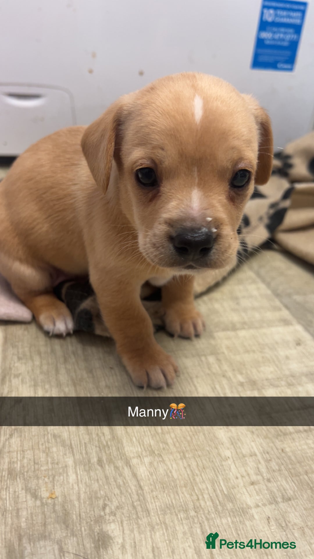 Mixed Breed dogs for sale: 4 beautiful playful pups - Image 2