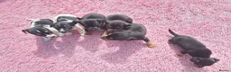 Jack Russell dogs for sale: Jack russell puppies  - Advert 6