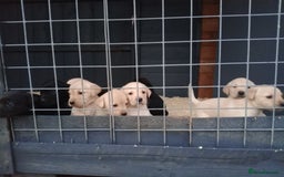 Labrador Retriever dogs for sale: KC Registered Labrador pups  - Image 8