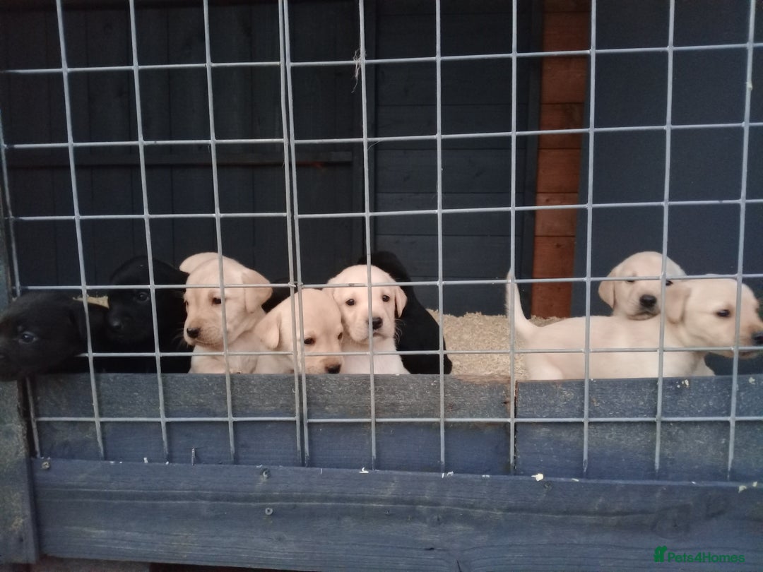 Labrador Retriever dogs for sale: KC Registered Labrador pups  - Image 8