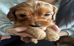 Cockapoo dogs for sale: Adorable F1B puppies born weekly pictures progress - Image 10