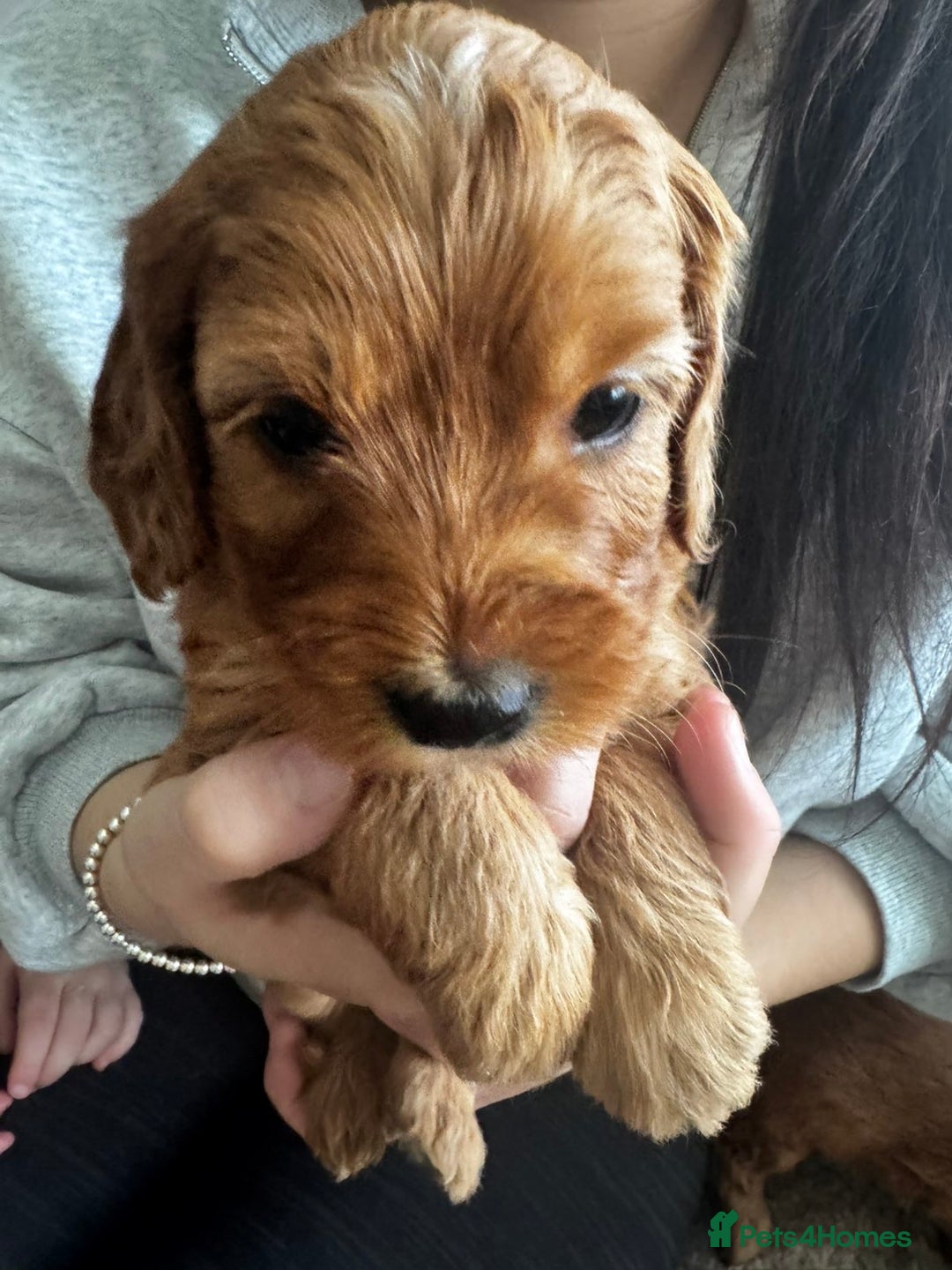 Cockapoo dogs for sale: Adorable F1B puppies born weekly pictures progress - Image 10