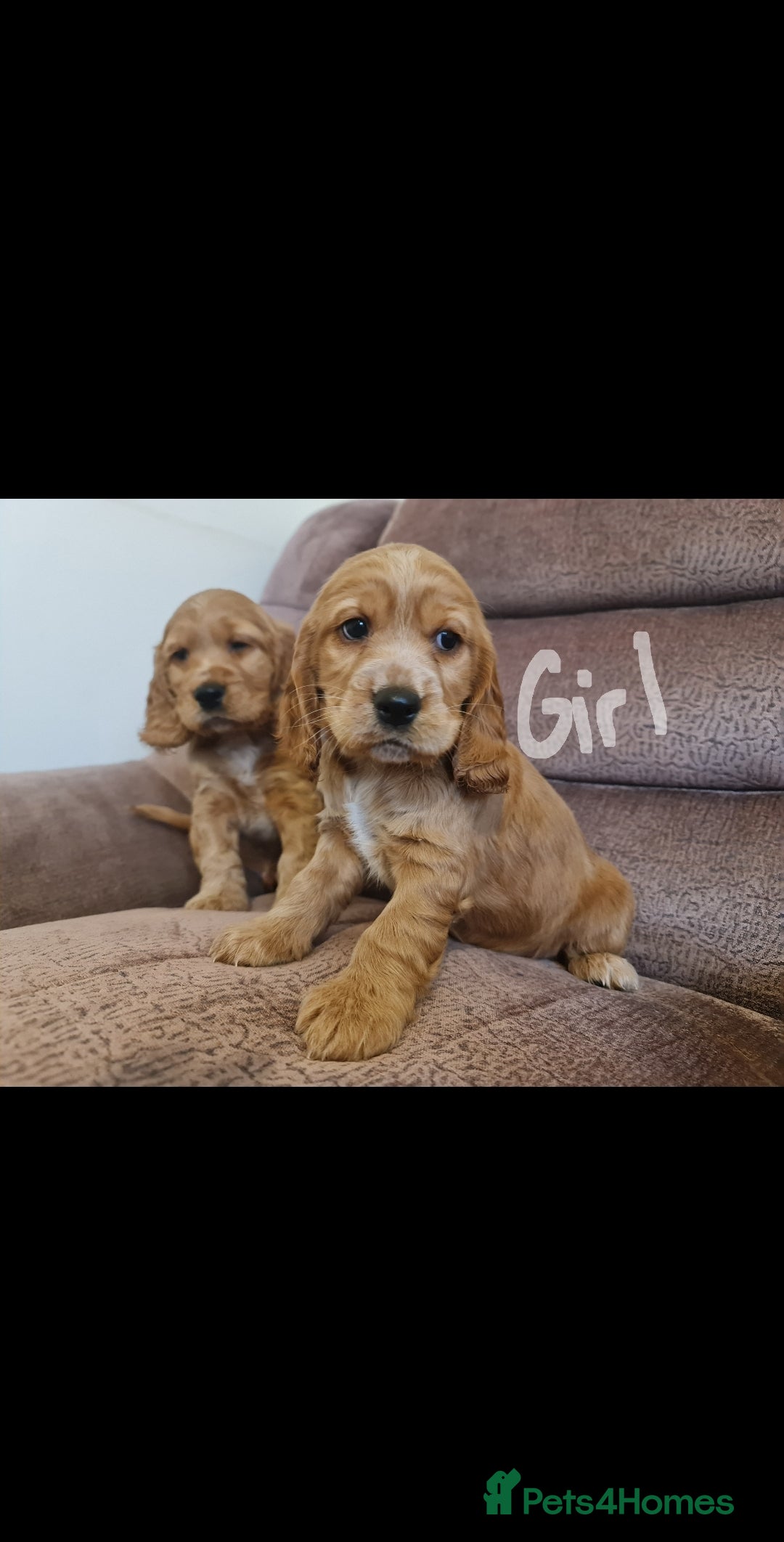 Cocker Spaniel dogs for sale: Golden Cocker Spaniel puppies (boy available) - Advert 9