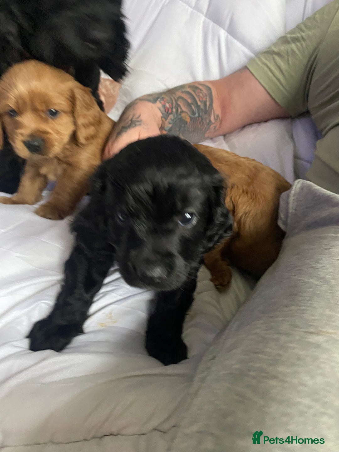 Cavapoo dogs for sale: Stunning cavapoo pups  - Advert 24
