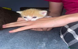 Mixed Breed cats for sale: Kittens For Rehoming  - Image 5