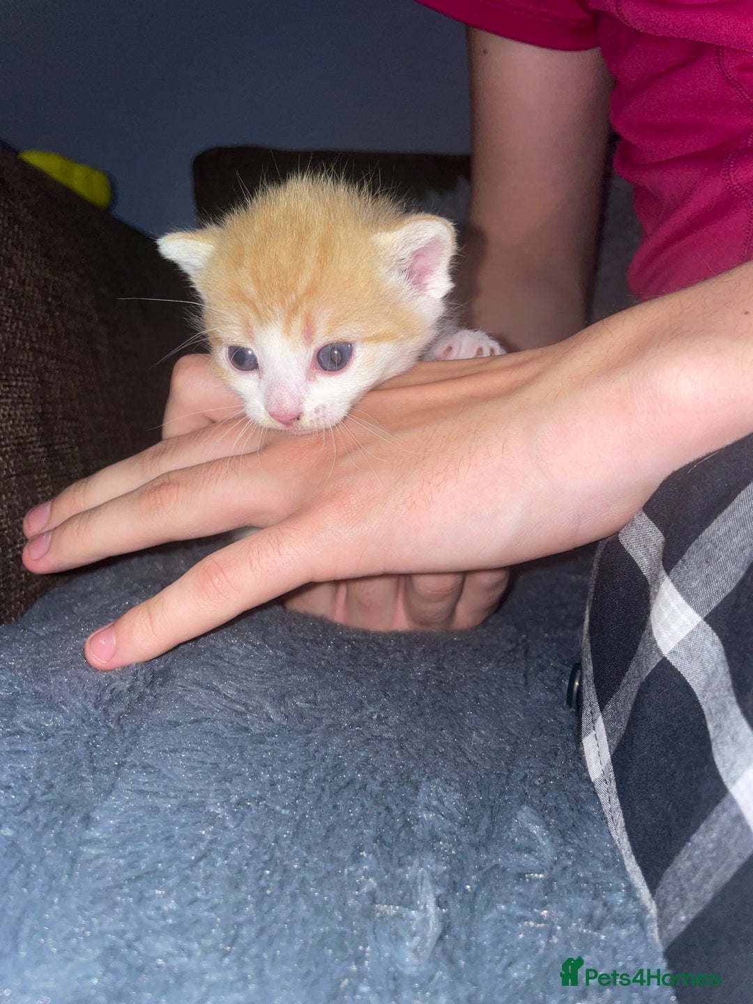 Mixed Breed cats for sale: Kittens For Rehoming  - Image 5