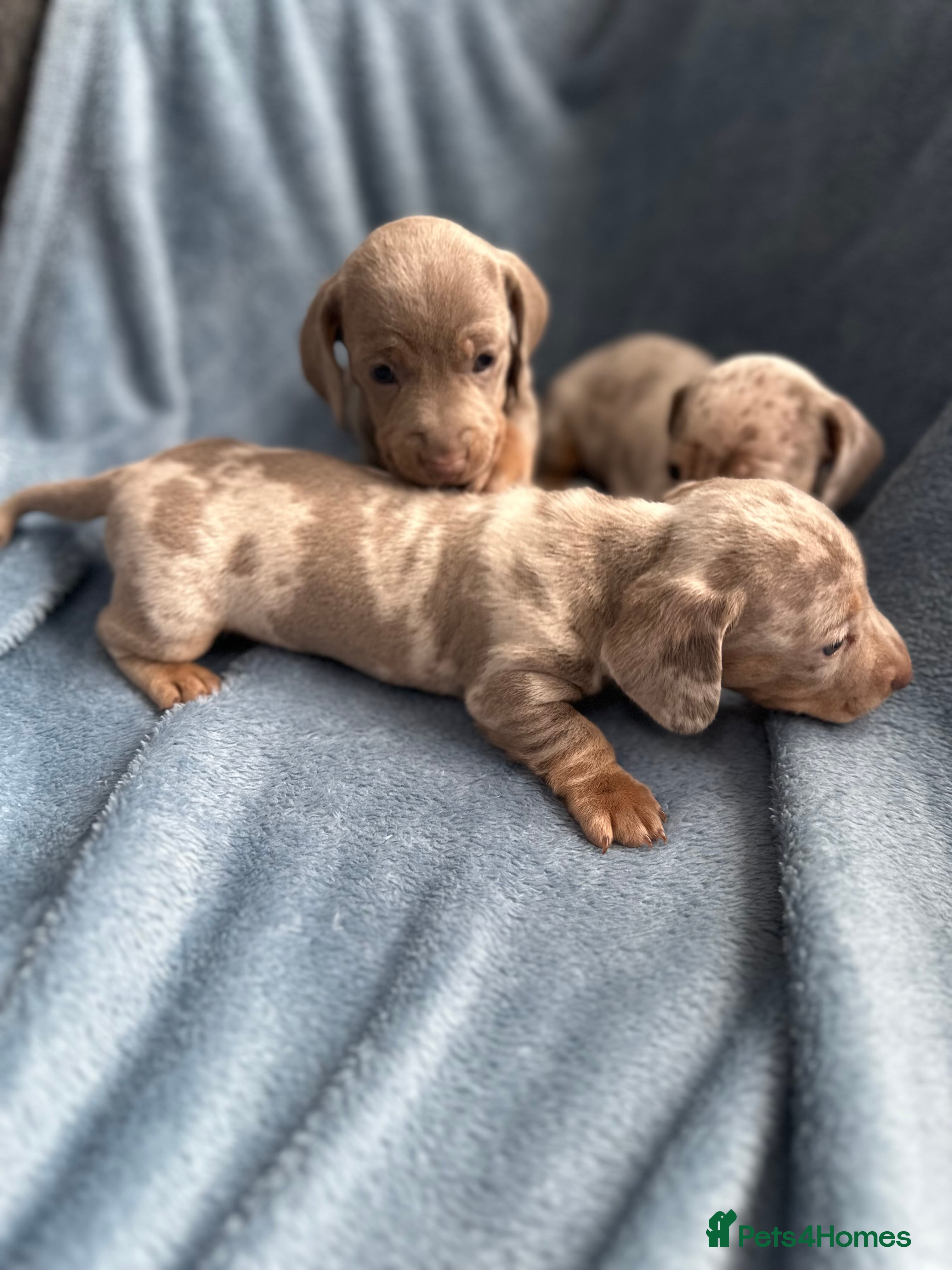 Miniature Dachshund dogs silver dapple ready to go 💙💙 - Advert 4