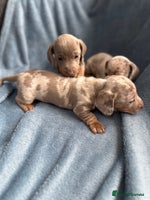Miniature Dachshund dogs Special delivery 💙💕 - Advert 15