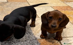Miniature Dachshund dogs for sale: Miniature Smooth Boys from ivdd scored parents - Image 8