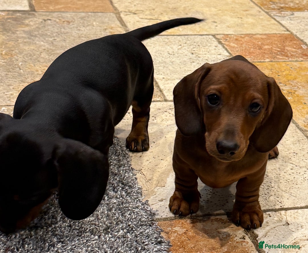 Miniature Dachshund dogs for sale: Miniature Smooth Boys from ivdd scored parents - Image 8