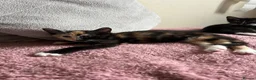 Mixed Breed cats for sale: 2 kittens 1 female 1 male  - Advert 11