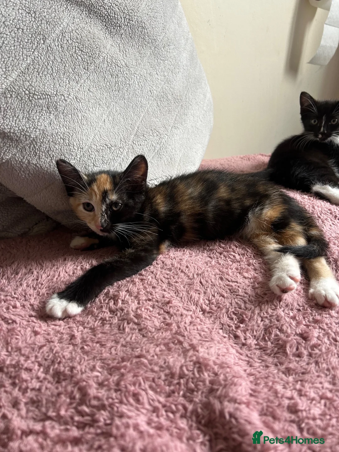 Mixed Breed cats for sale: 2 kittens 1 female 1 male  - Advert 11