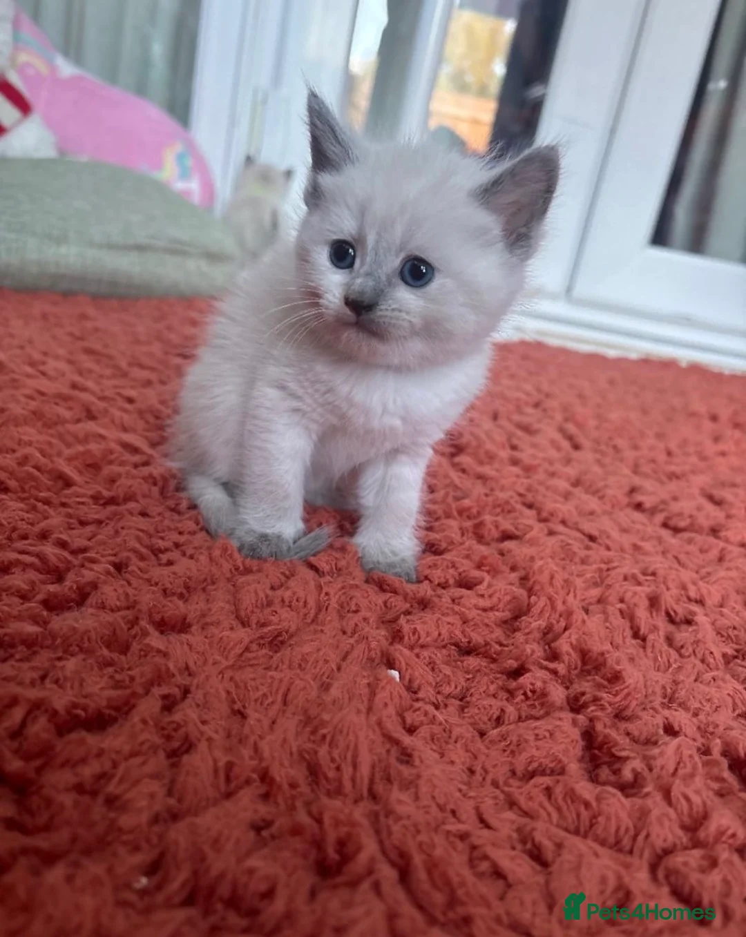 Siamese cats for sale: Siamese cross British shorthair kittens in Exeter - Advert 3