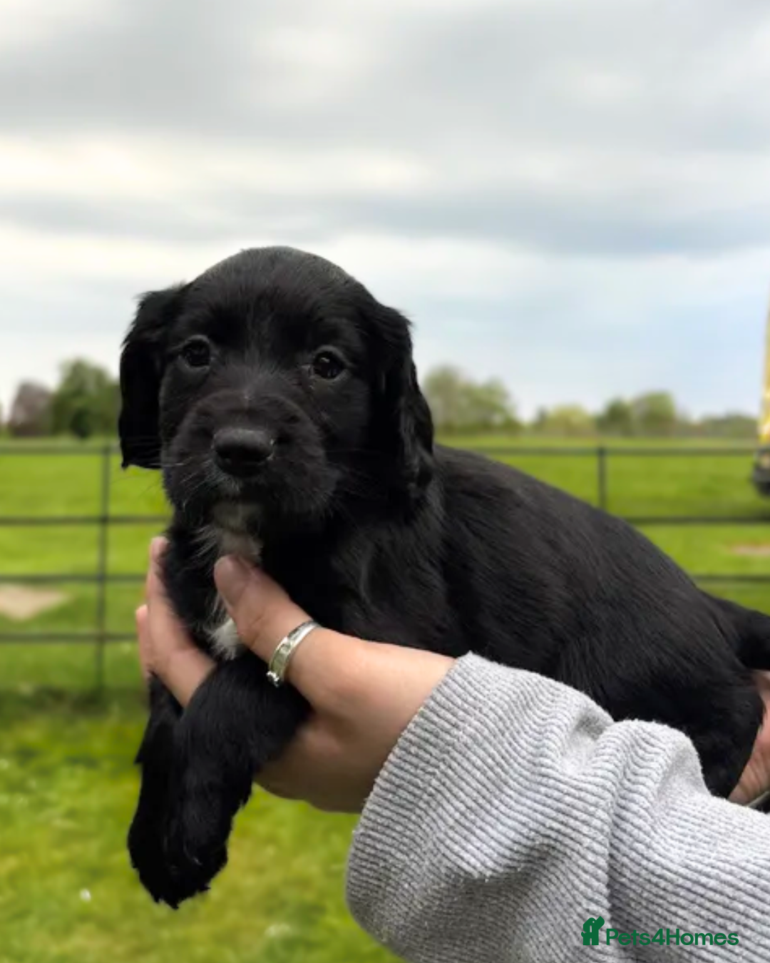 Cocker Spaniel dogs for sale: Beautiful KC Working Cockers looking for homes - Advert 8