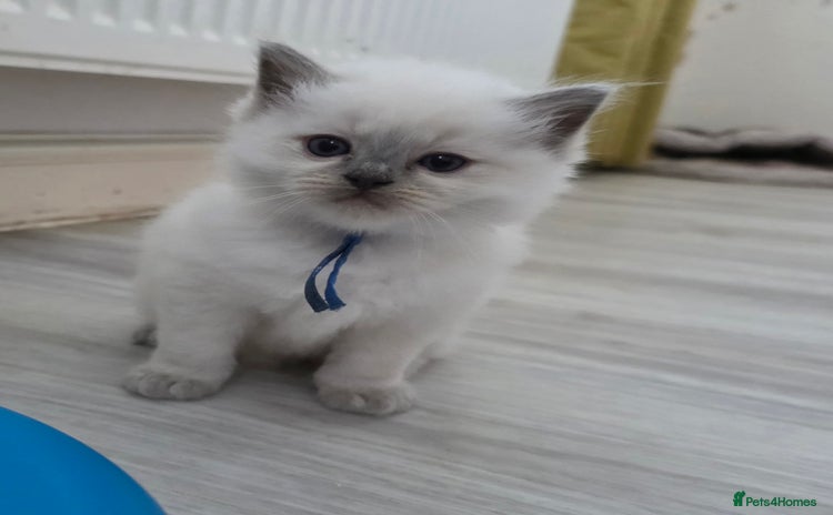 Ragdoll cats - Advert 12