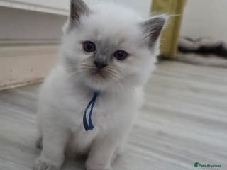 Ragdoll cats Blue mitted 🐾 Ragdoll kittens 😻 - Advert 7