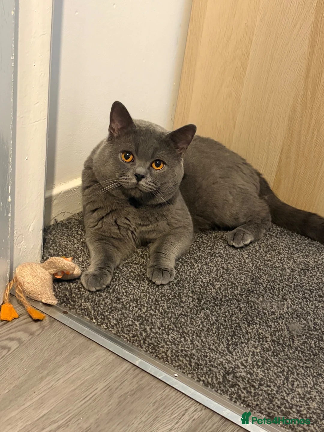British Shorthair cats for sale: British shorthair kittens.  - Advert 12