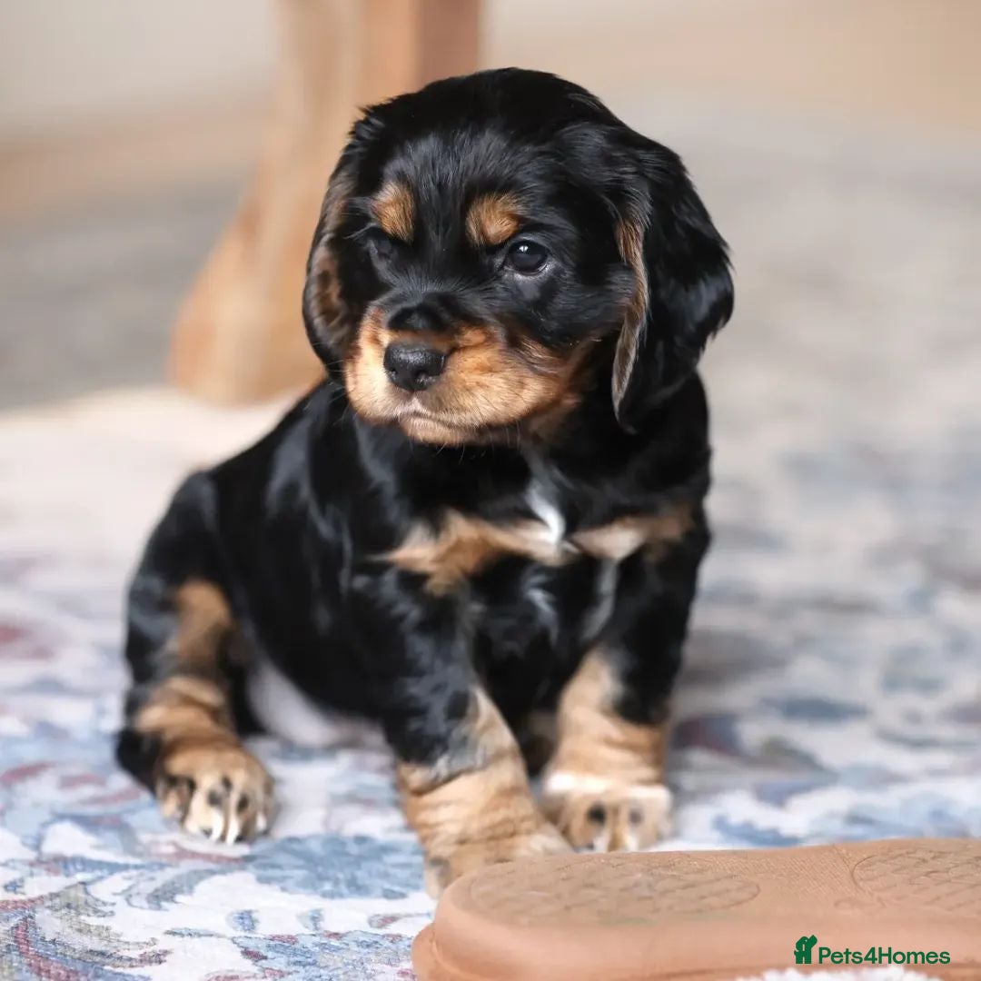 Cocker Spaniel dogs for sale: One female puppy left  - Advert 1