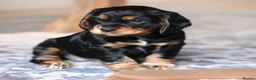 Cocker Spaniel dogs for sale: One female puppy left  - Advert 1