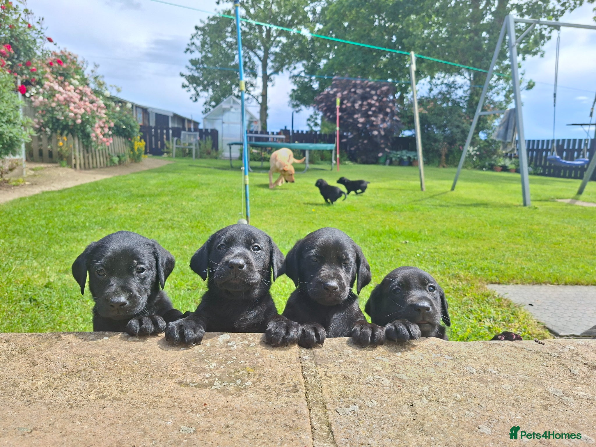 Labrador Retriever dogs KC Reg Labrador Puppies Excellent Working Lines - Advert 4