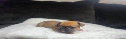 French Bulldog dogs for sale: French Bulldog puppies - Advert 10